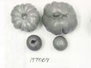 Click for 1 image(s) for this accession. FRUIT